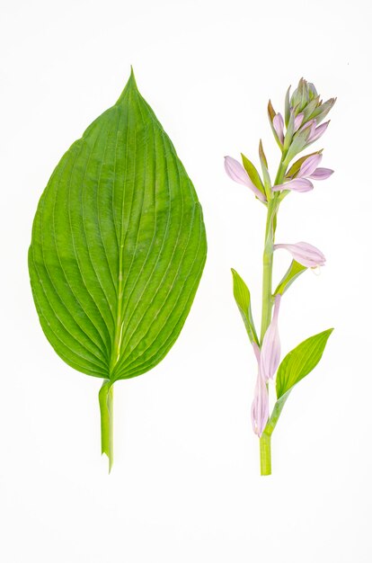 Plantas de hosta de jardín de hojas y flores.