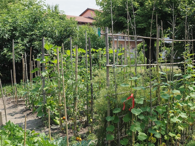 plantas de huerta