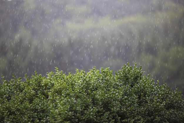 Foto plantas húmedas durante la temporada de lluvias