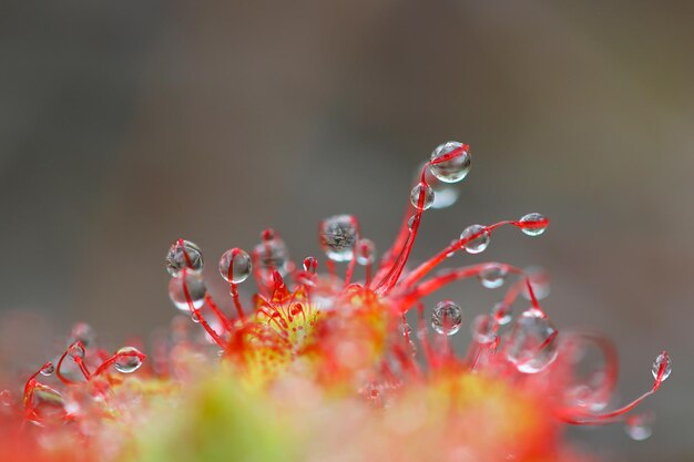 Plantas insectívoras Drosera burmannii planta colorida en el Parque Nacional Phu Kradueng, Tailandia.