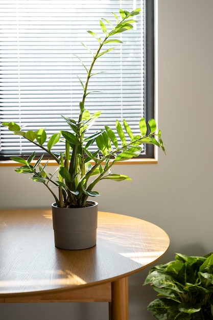 Foto plantas de interior en el estudio