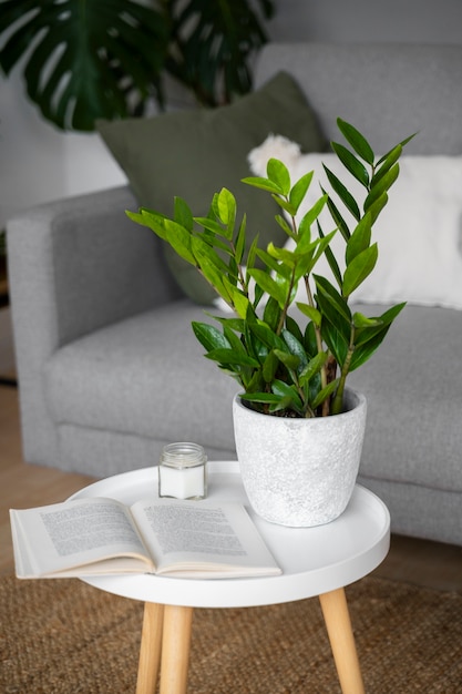 Plantas de interior en el estudio