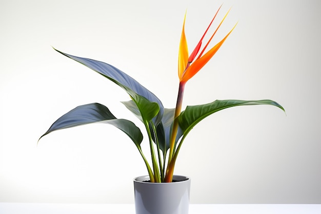 Plantas de interior exhibidas en vasija de cerámica fondo aislado naturaleza concepto hoja tropical Ai generado