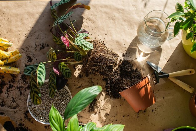 Foto las plantas de interior ficus están de pie fuera de la olla una herramienta para el trasplante de ollas vacías