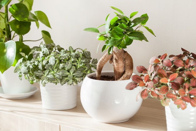 Foto plantas de interior ficus microcarpa ginseng y fittonia en maceta blanca