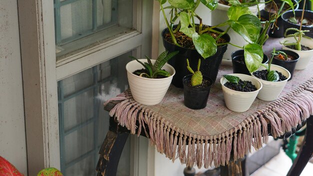 Plantas de interior en maceta al aire libre con mesa