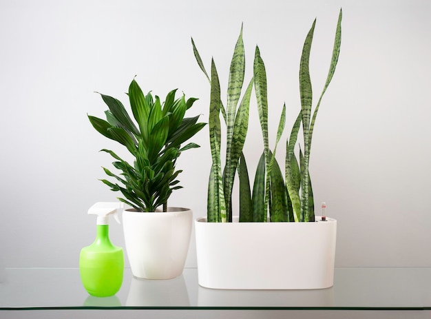 Plantas de interior en macetas blancas sobre el fondo de una pared gris