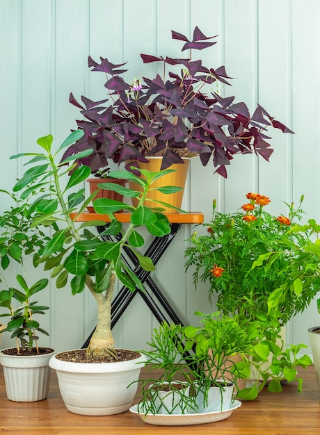 Plantas de interior en macetas sobre un piso de madera