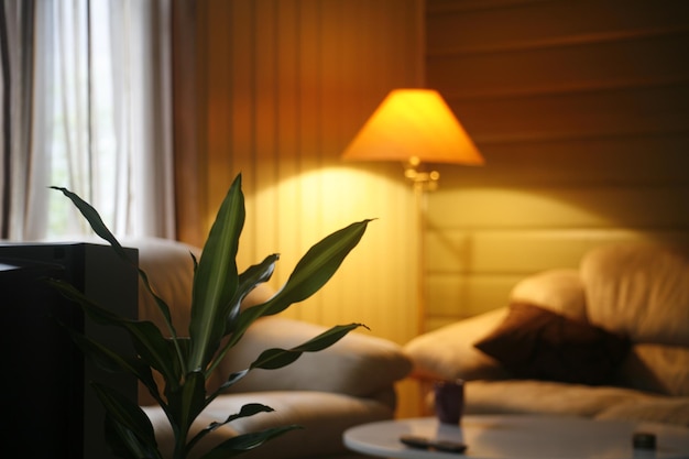 Plantas de interior y muebles para el hogar