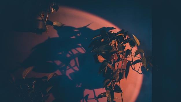 Plantas de interior en la pared en luz roja