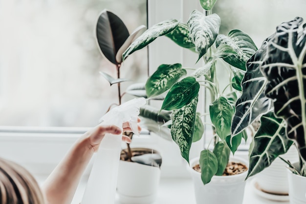 Plantas de interior que crecen en el alféizar de la ventana