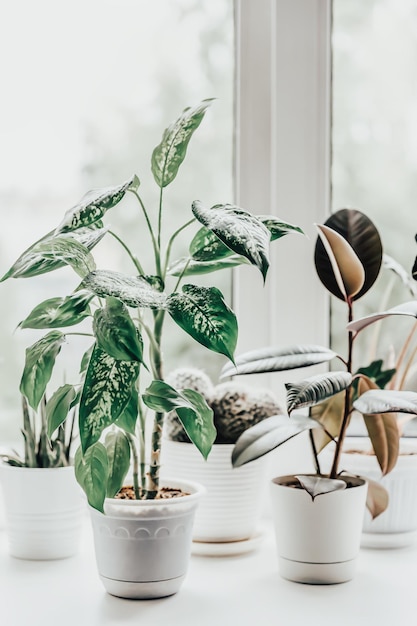 Foto plantas de interior que crecen en el alféizar de la ventana