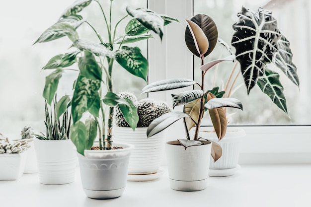 Plantas de interior que crecen en el alféizar de la ventana