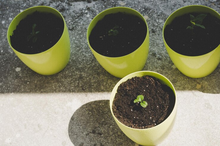 Plantas de interior que cultivan limones en casa.