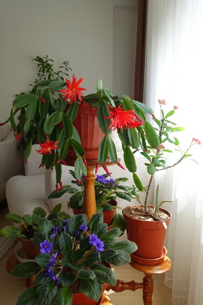 Plantas de interior Schlumbergera fucsia