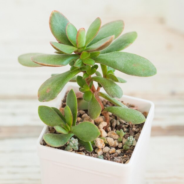 Plantas de interior suculentas de crassula en una olla blanca