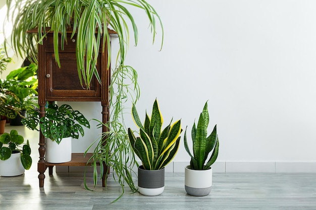 Plantas de interior variete sansevieria chlorophytum en la habitación con paredes claras.