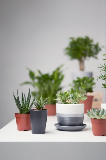 Plantas de interior verdes, cactus en macetas sobre fondo gris vacío