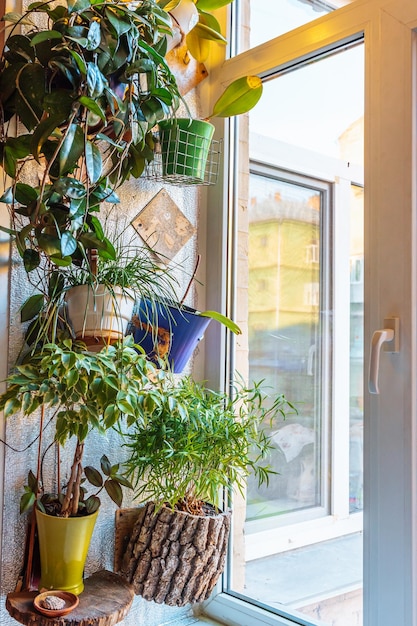 Plantas de invernadero en maceta en el alféizar de la ventana