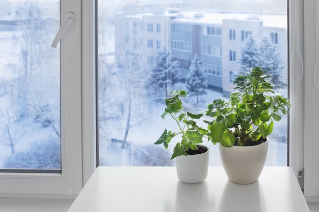 Plantas de invernadero por ventana en invierno