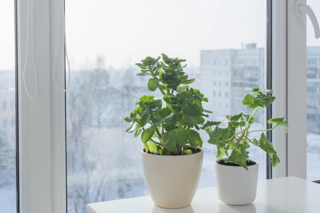 Plantas de invernadero por ventana en invierno