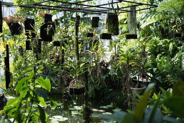 Plantas en invernadero