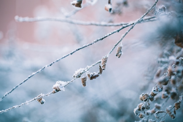 Plantas en invierno cubiertas de escarcha y nieve.