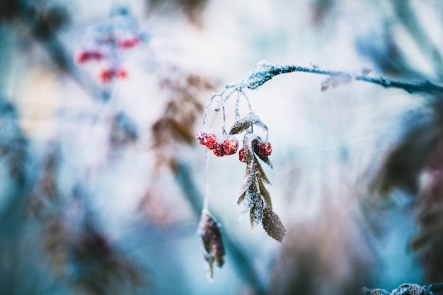 Plantas en invierno cubiertas de escarcha y nieve.