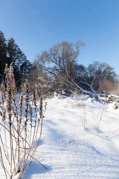 plantas en invierno