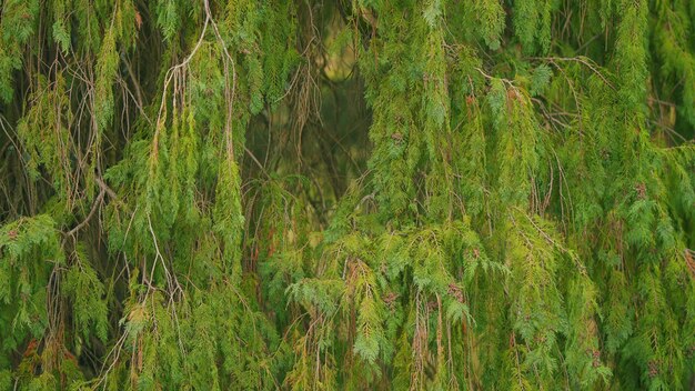 Foto plantas para el jardín y el parque thuja es un género de árbol de coníferas todavía