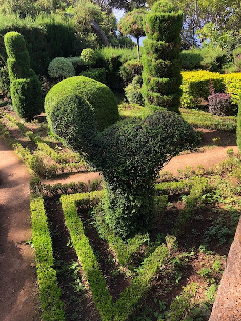 Foto plantas en el jardín