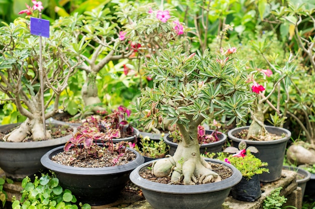 Plantas de jardinería en un jardín.