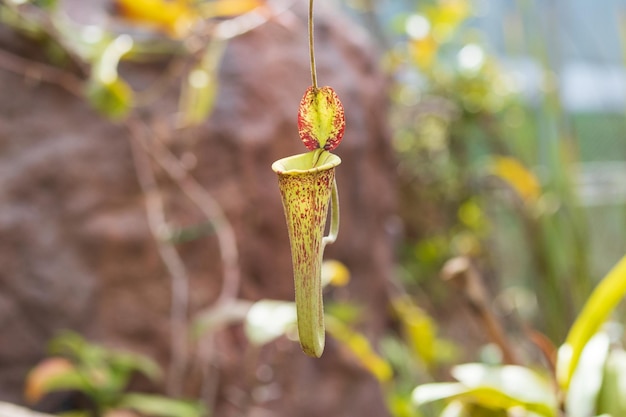 Plantas de jarra carnívoras o tazas de mono en el jardín