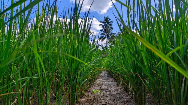 plantas jóvenes de arroz verde