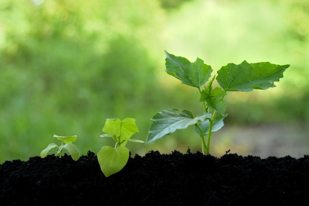 Foto las plantas jóvenes está creciendo en el paso sobre el fondo verde de la naturaleza.