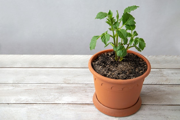 Plantas jóvenes de dalia tuberosa en una maceta Floricultura hobby flores perennes