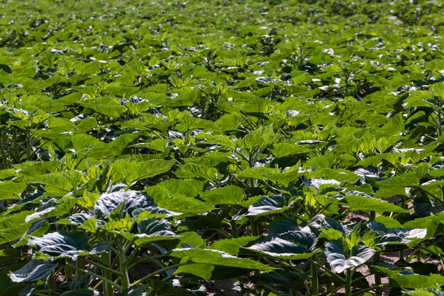 Plantas jóvenes de girasol en el campo