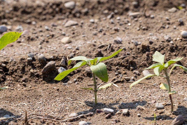 Plantas jóvenes de girasol en el campo