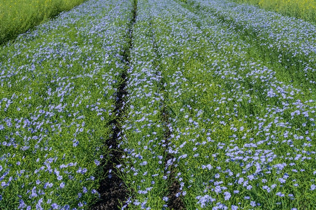 Foto plantas jóvenes de lino en el campo.