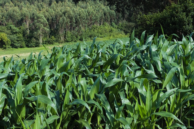 Plantas jóvenes de maíz en un campo