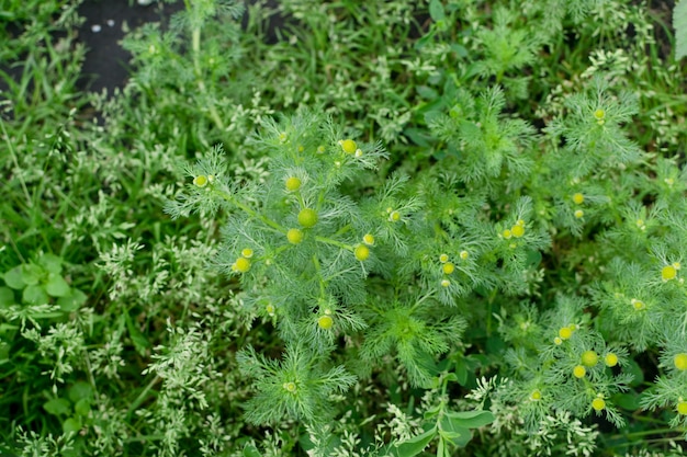 Plantas jóvenes de matricaria chamomilla conocida como manzanilla