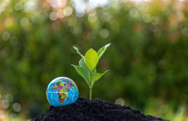 Las plantas jóvenes o árboles que crecen desde el suelo Las plantas son el crecimiento en el ecosistema natural Los árboles verdes jóvenes son importantes para nuestro sistema ambiental El desarrollo agrícola daña al medio ambiente