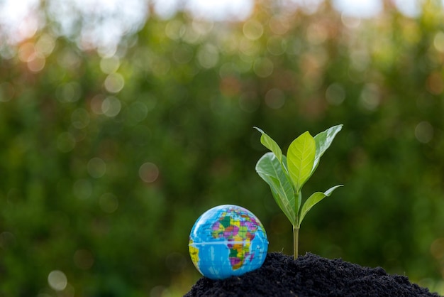 Las plantas jóvenes o árboles que crecen desde el suelo Las plantas son el crecimiento en el ecosistema natural Los árboles verdes jóvenes son importantes para nuestro sistema ambiental El desarrollo agrícola daña al medio ambiente