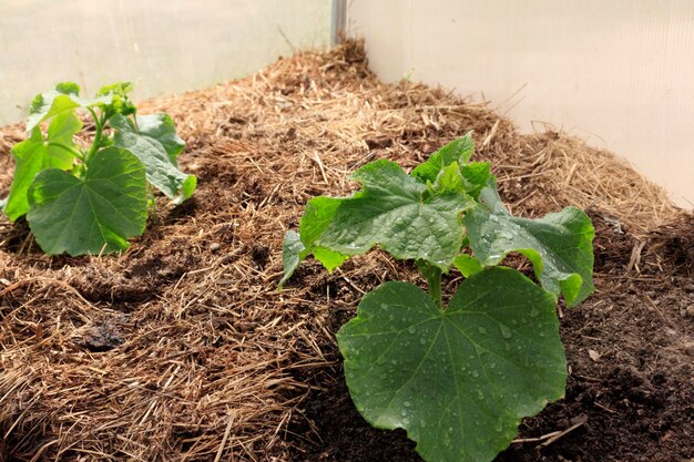 Foto plantas jóvenes de pepino que crecen en el jardín con pasto seco cubierto el concepto de agricultura orgánica