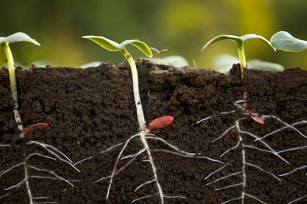 Plantas jóvenes de pepino con raíces.