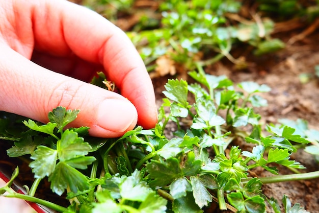 Plantas jóvenes de perejil y apio cuidadosamente plantadas por manos de mujeres Trabajo agrícola de primavera en el jardín Casa de campo o granja Trabajo manual Alimentos orgánicos Plantas que tocan las manos