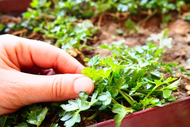 Plantas jóvenes de perejil y apio cuidadosamente plantadas por manos de mujeres Trabajo agrícola de primavera en el jardín Casa de campo o granja Trabajo manual Alimentos orgánicos Plantas que tocan las manos