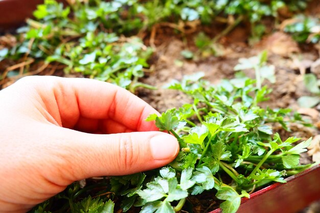 Plantas jóvenes de perejil y apio cuidadosamente plantadas por manos de mujeres Trabajo agrícola de primavera en el jardín Casa de campo o granja Trabajo manual Alimentos orgánicos Plantas que tocan las manos