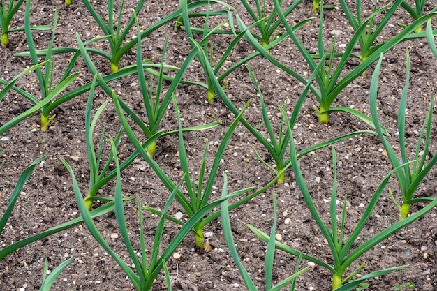 Plantas jóvenes de puerro que crecen en un huerto