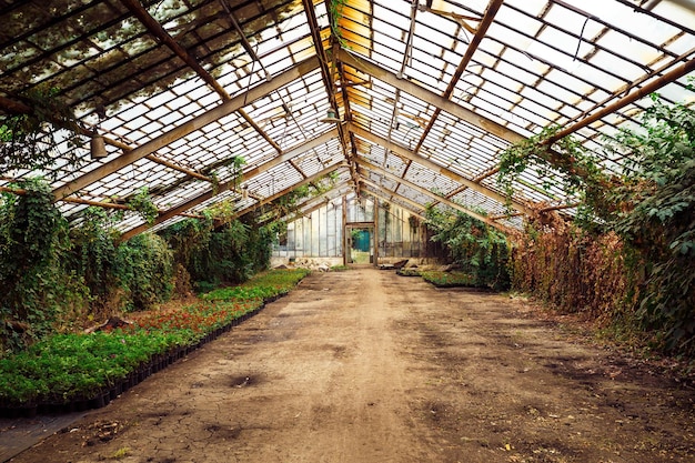 Plantas jóvenes que crecen en un vivero de plantas muy grande en Francia